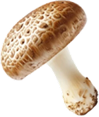 Fillers or Synthetics